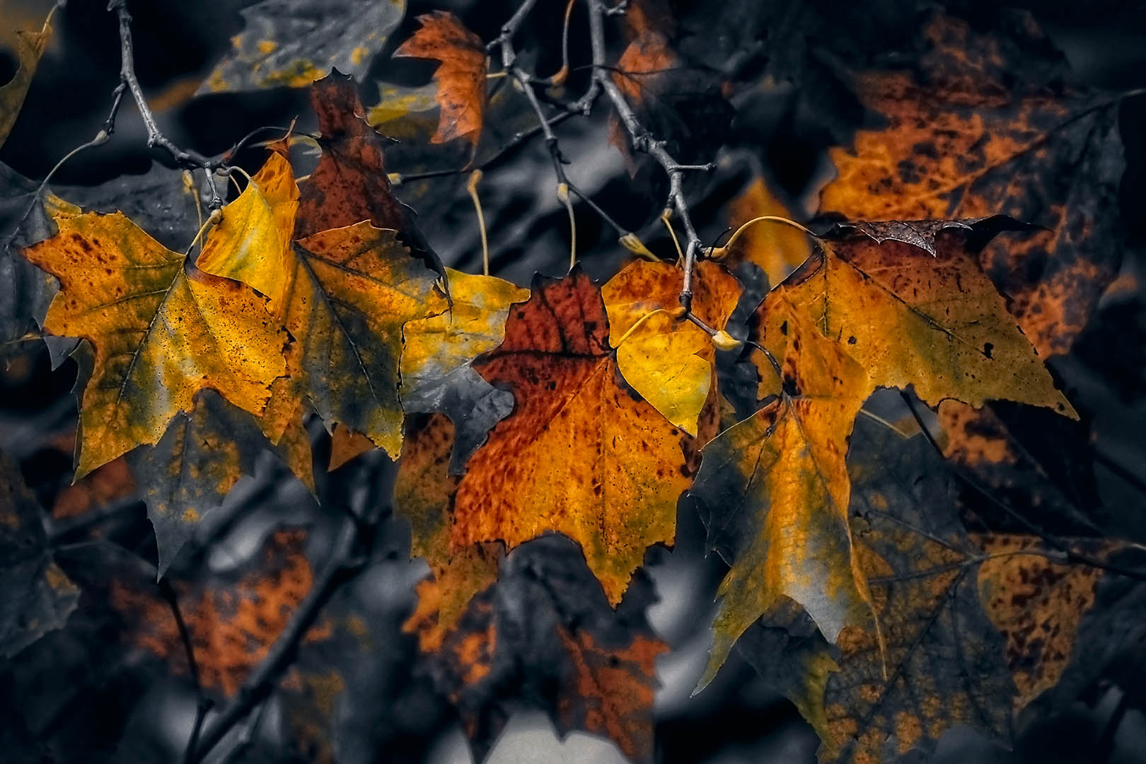 Cello's Bilderwelten background image