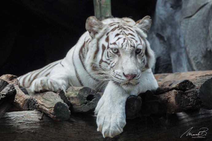 eaudeusiss weisser tiger liegend
