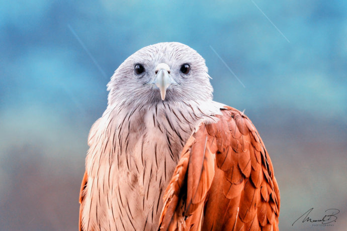 eaudesuisse falke sitzend portrait