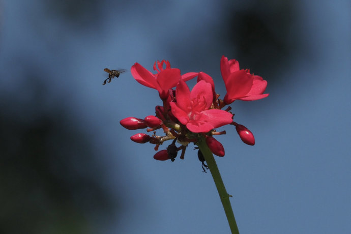 eaudesuisse blume rot biene anflug