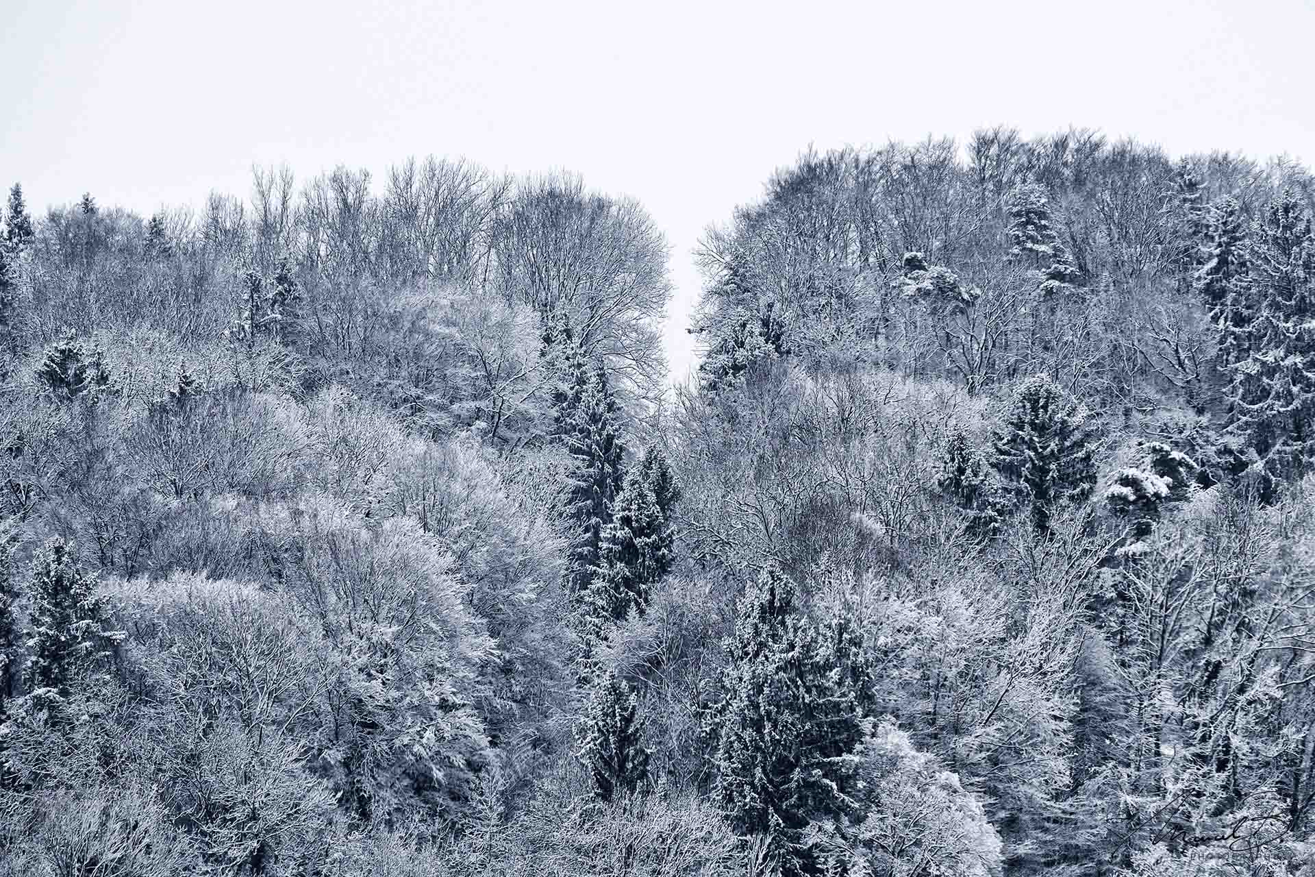 eaudesuisse waldschneise im schnee oberwil