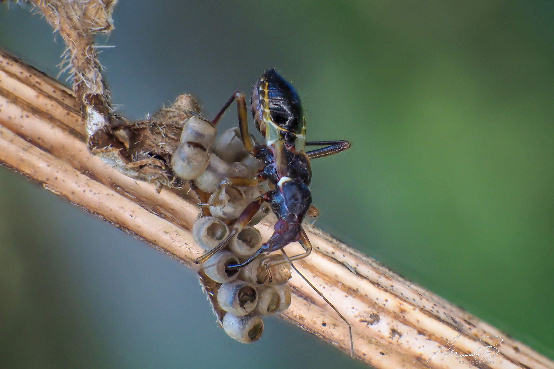 eaudesuisse käfer saugt eier aus