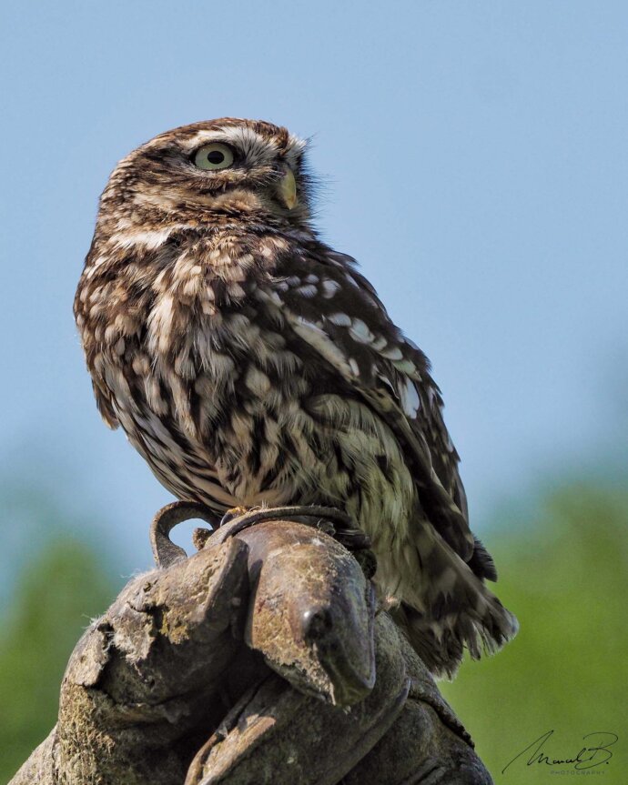 eaudesuisse vögel uhu auf ast